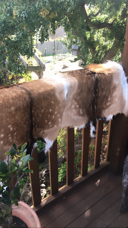 Tasmanian Fallow Deer Hide