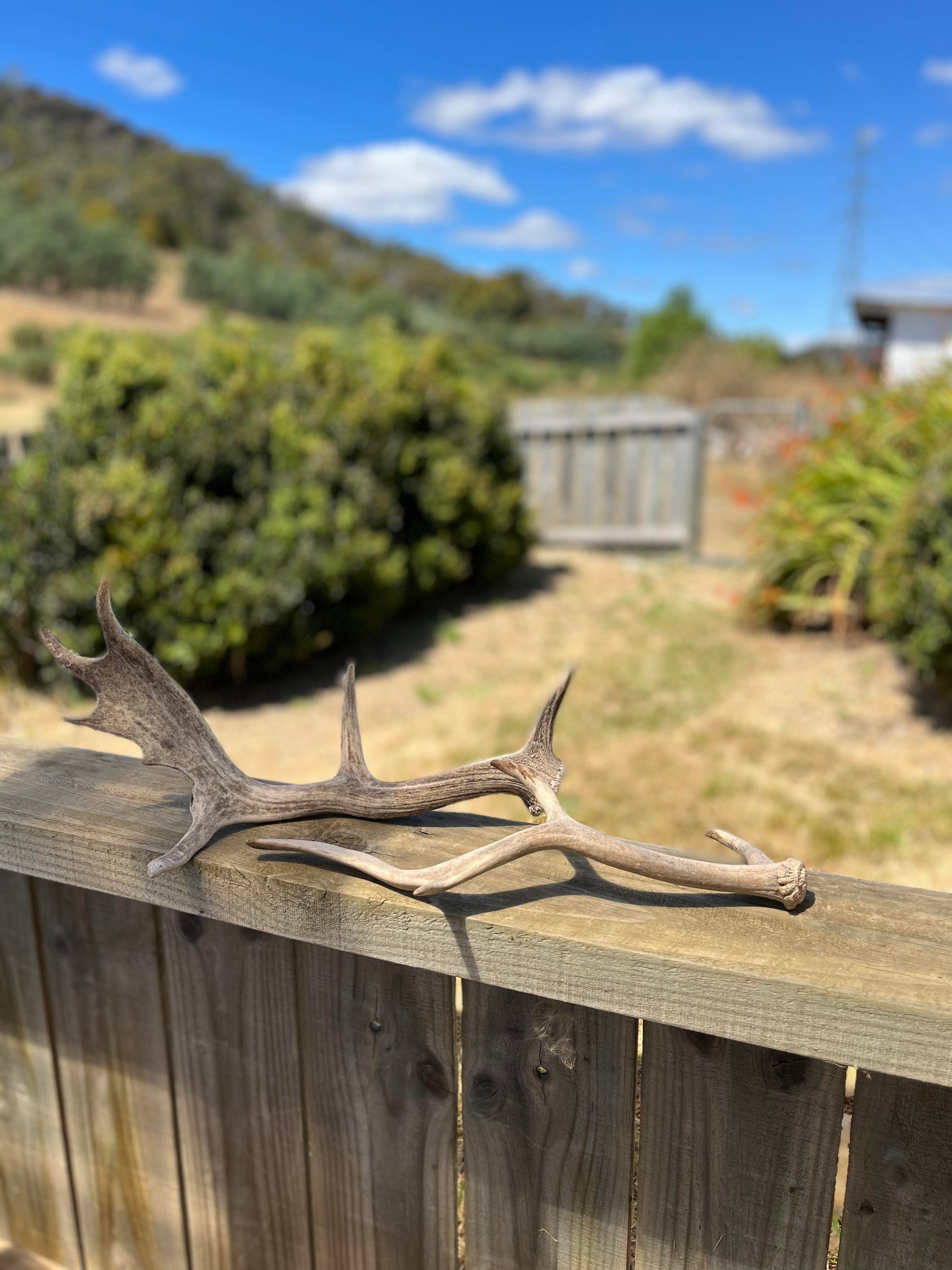 Decor Fallow Deer Antlers