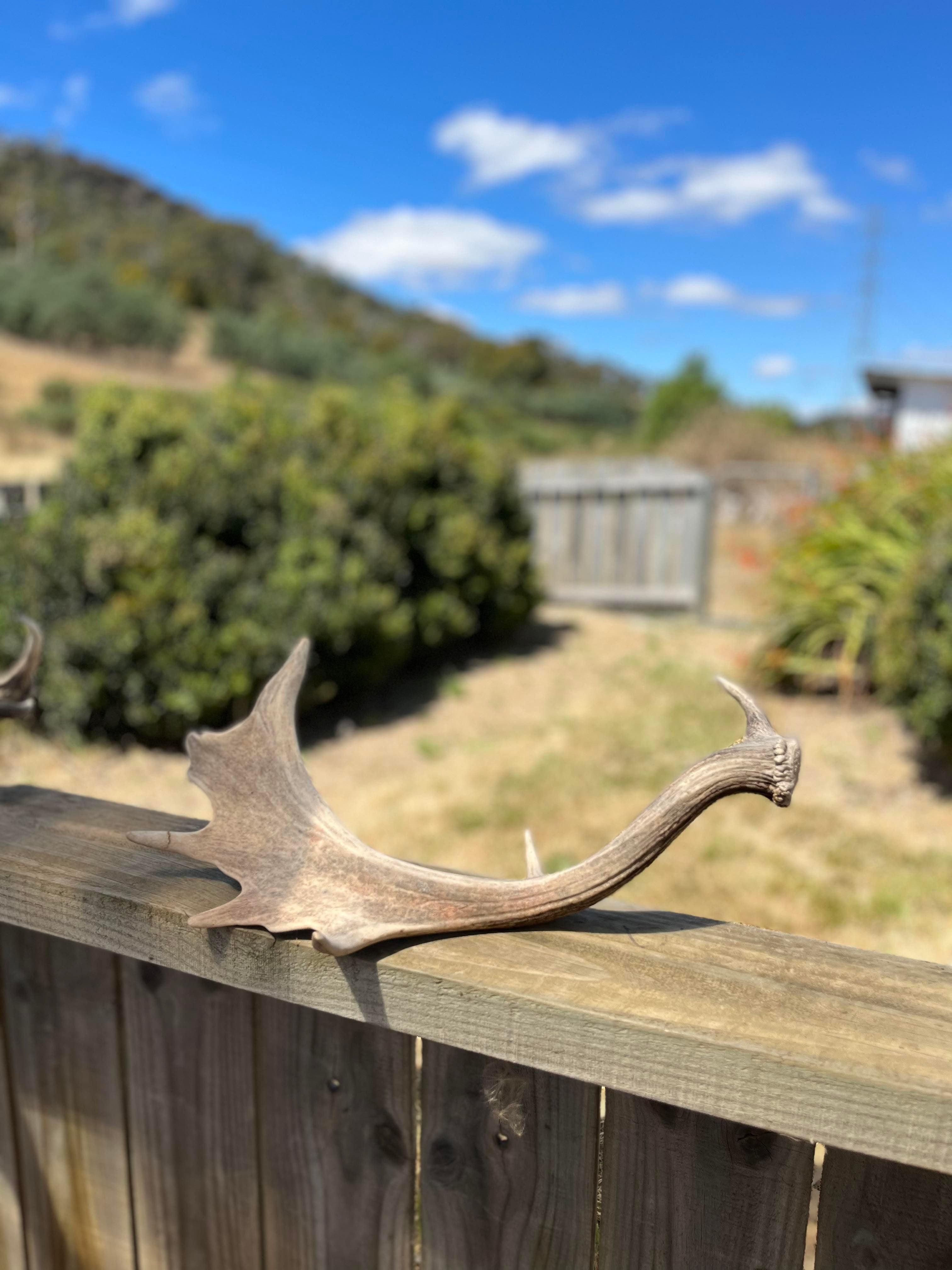 Decor Fallow Deer Antlers