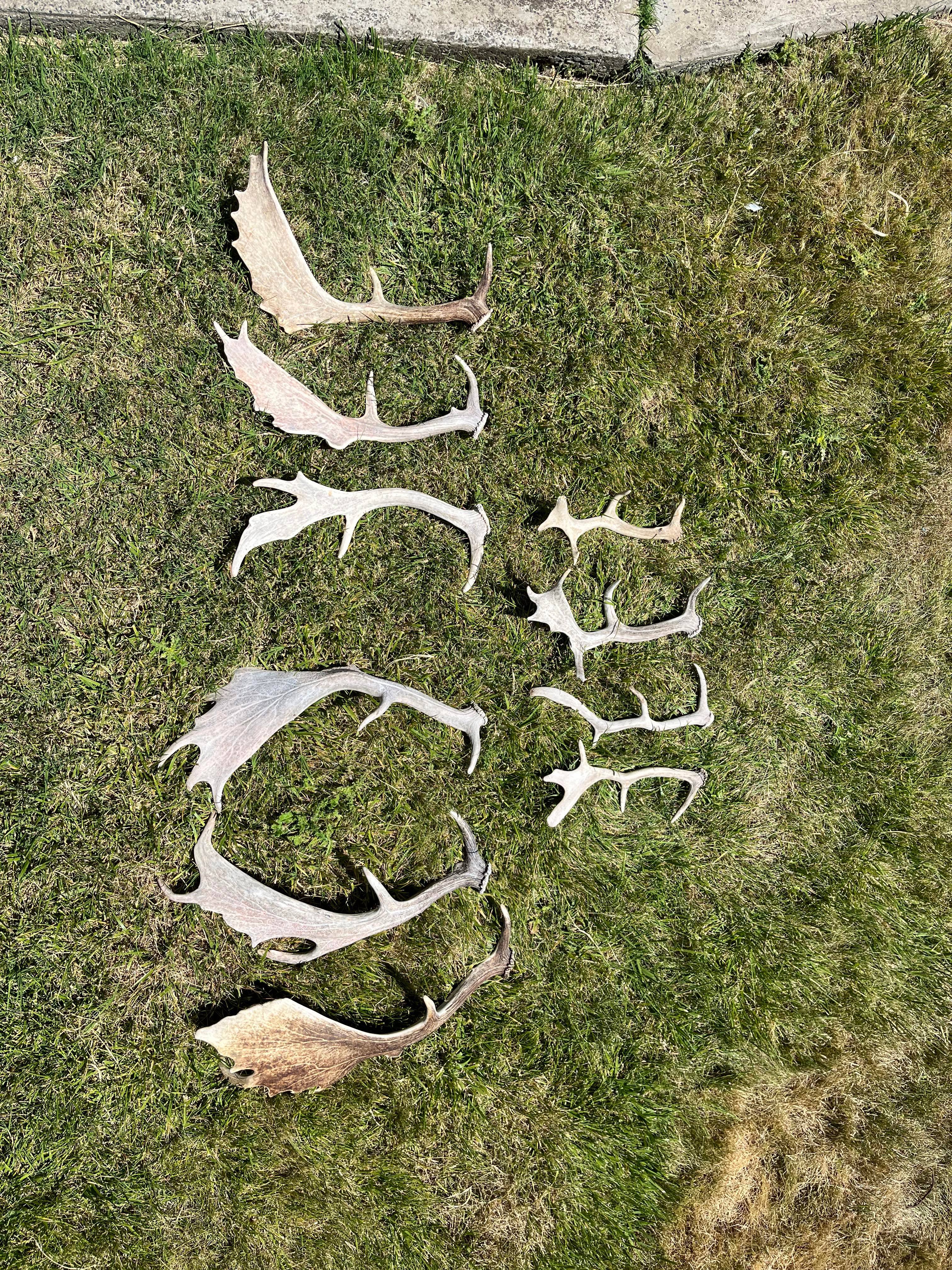 Decor Fallow Deer Antlers